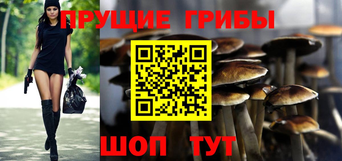 Кинель  Галлюциногенные грибы Cubensis  Вход с VPN 